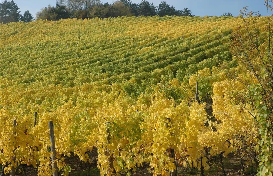 Laubgehölze verwandeln Herbst in Indian Summer