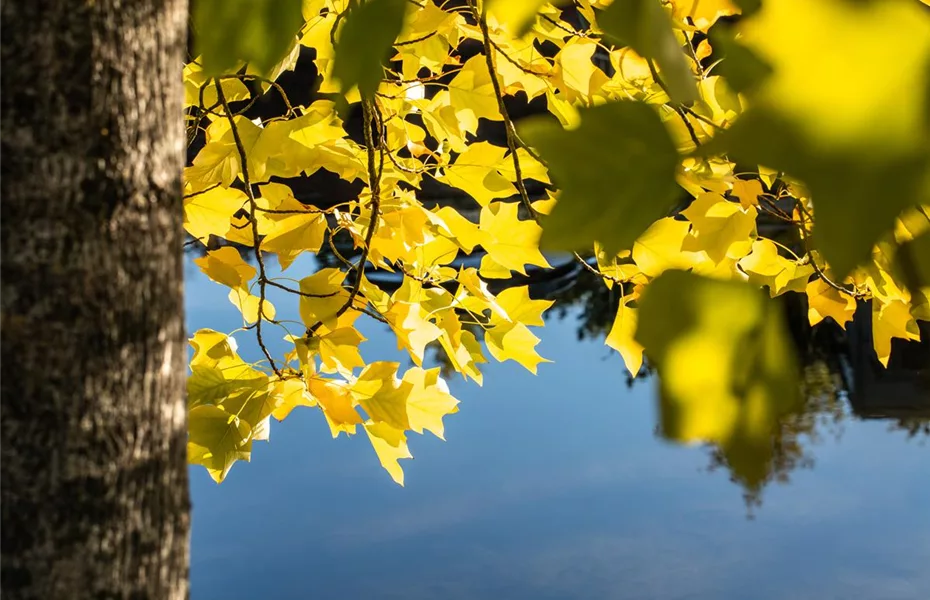 Laubgehölze verwandeln Herbst in Indian Summer