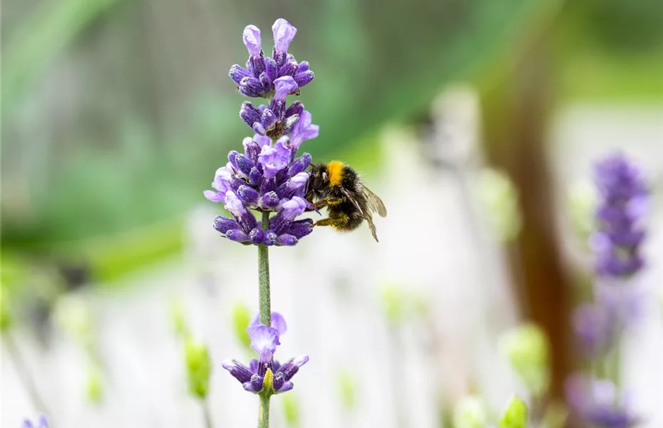 Lavendel - alter Gartenbewohner mit Aroma