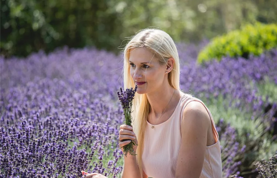 Lavendel - alter Gartenbewohner mit Aroma