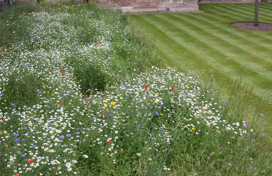 Exotische Wildblumen versus heimische Wildblumenwiese