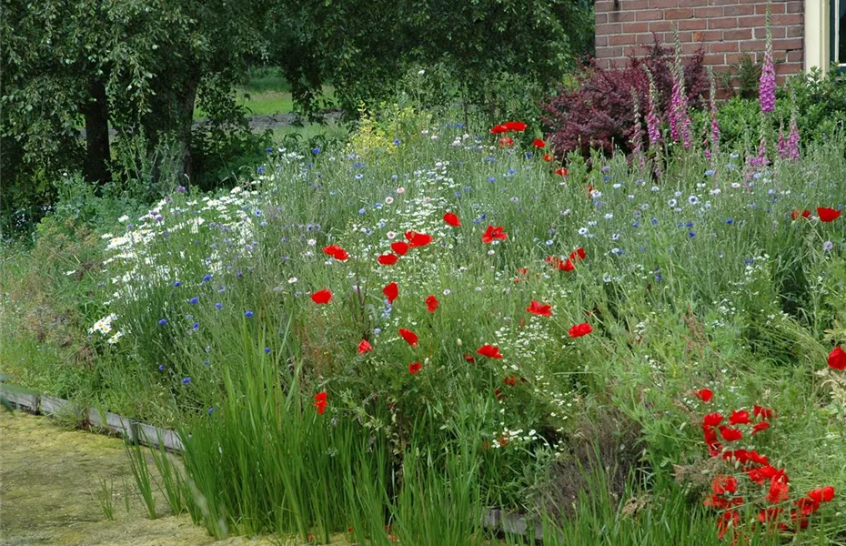 Exotische Wildblumen versus heimische Wildblumenwiese