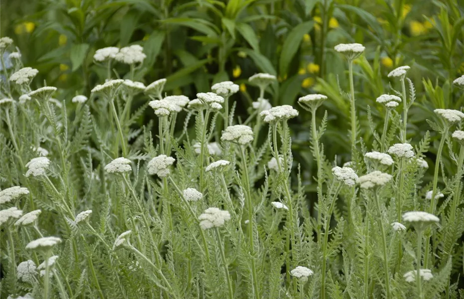 Exotische Wildblumen versus heimische Wildblumenwiese