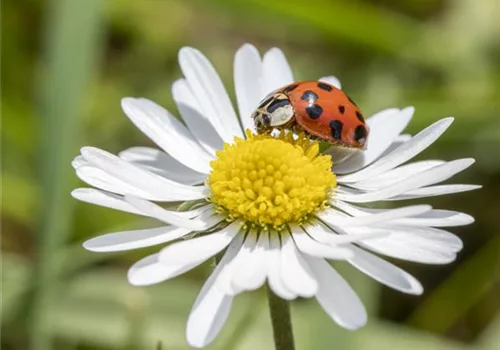 So locken Gärtner Nützlinge im Garten an 