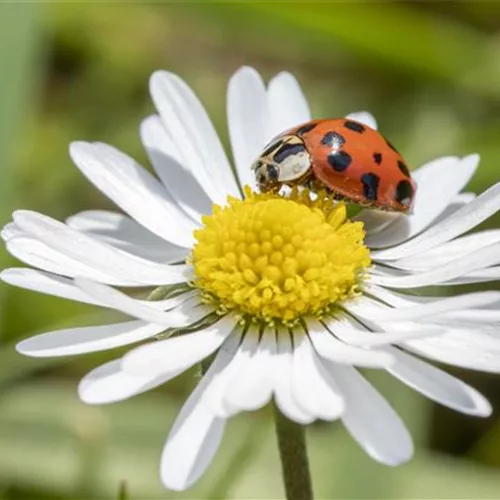 Nützlinge im Garten – kennen und schützen lernen