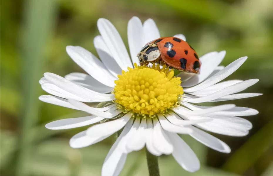 So locken Gärtner Nützlinge im Garten an 