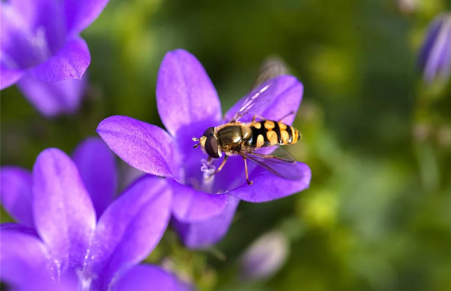 Nützlinge im Garten – kennen und schützen lernen