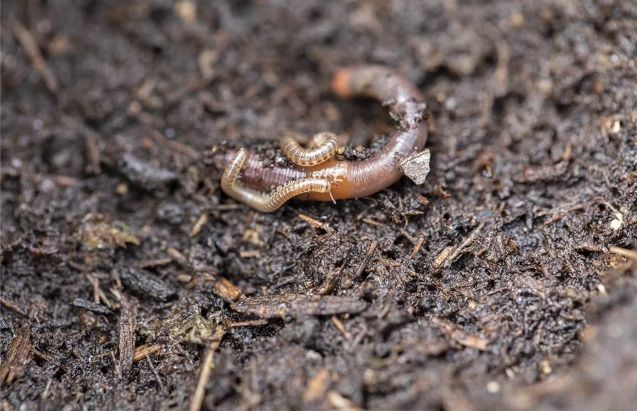 Nützlinge im Garten – kennen und schützen lernen