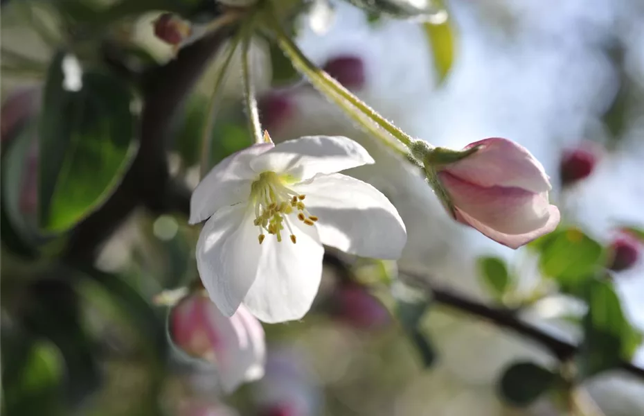 Bäume & Sträucher mit Charme – perfekter Garten