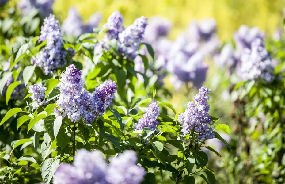 Bäume & Sträucher mit Charme – perfekter Garten