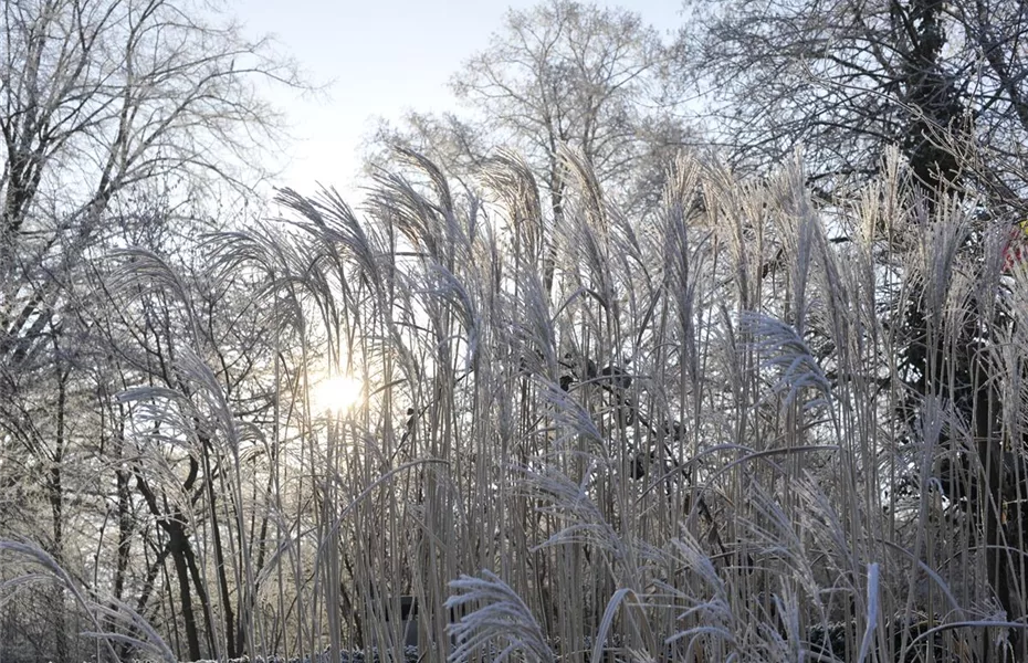 Winterharte Gräser blühen bei Frost auf