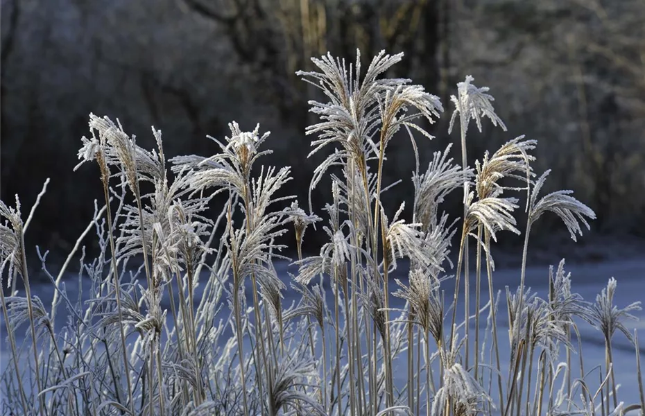 Winterharte Gräser blühen bei Frost auf