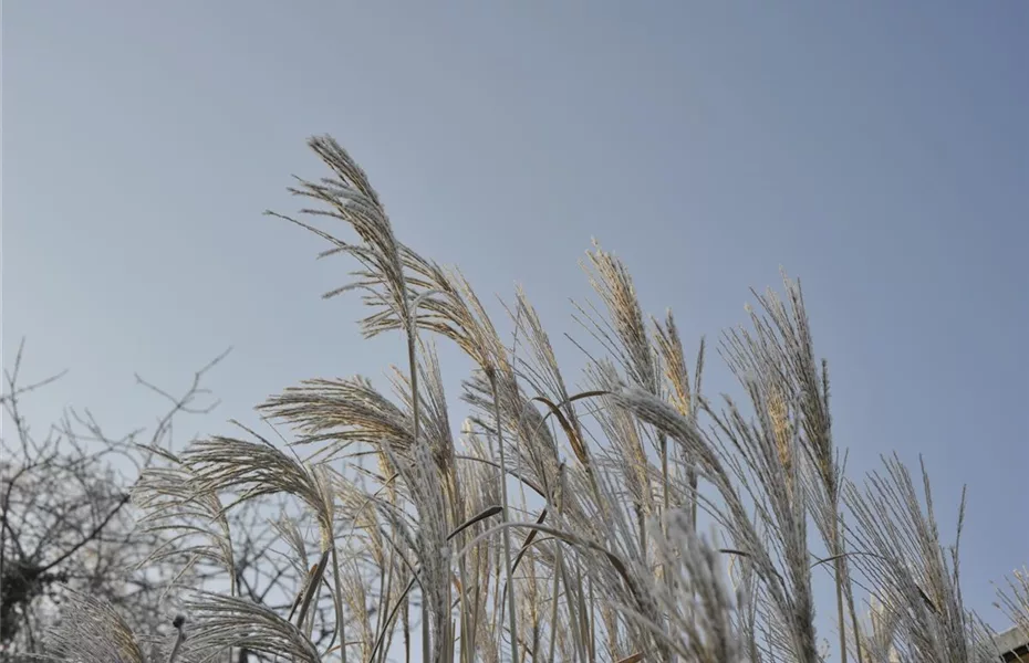 Winterharte Gräser blühen bei Frost auf