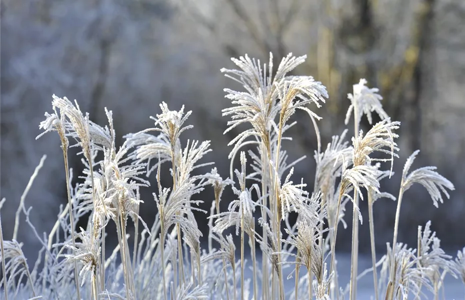 Winterharte Gräser blühen bei Frost auf