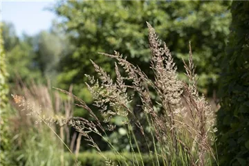 Ziergräser zur Gartengestaltung