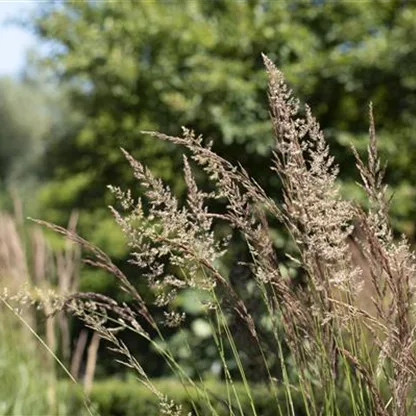 Ziergräser zur Gartengestaltung