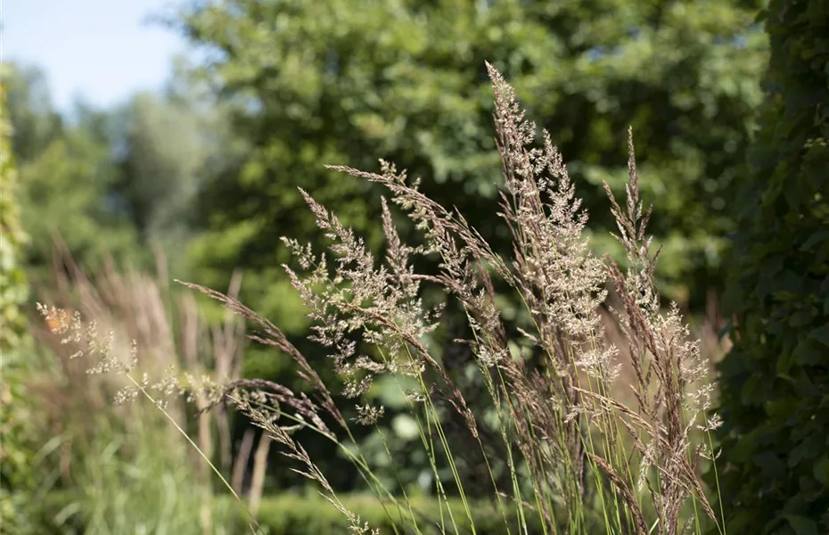 Ziergräser zur Gartengestaltung