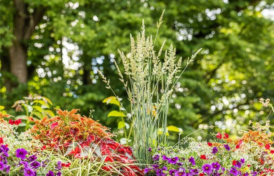 Ziergräser zur Gartengestaltung