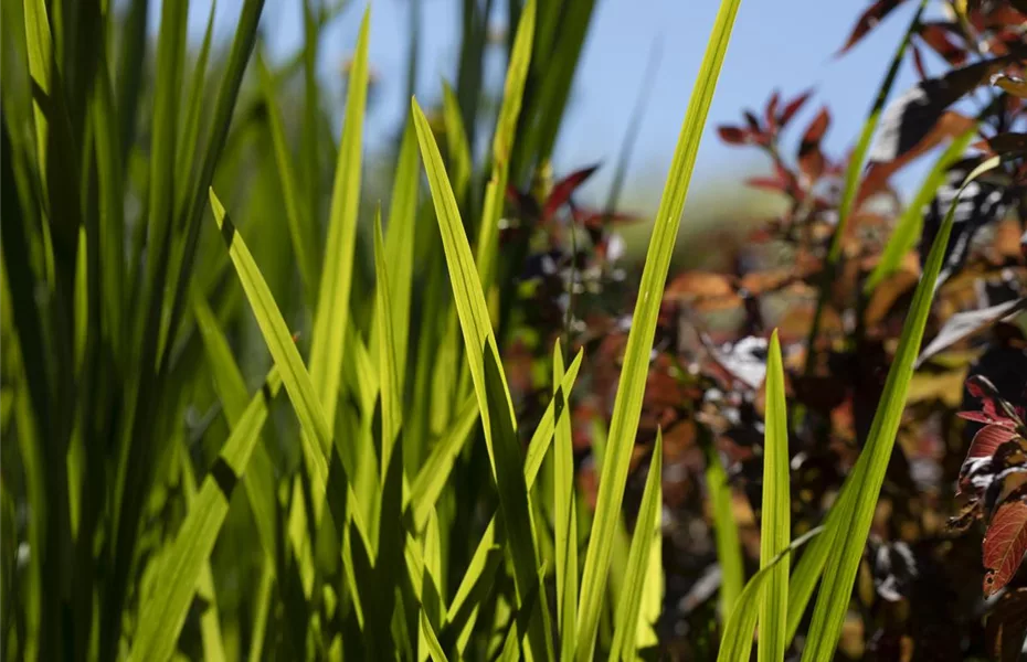 Ziergräser zur Gartengestaltung