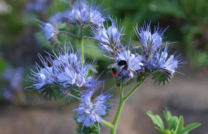 Bienenpflanzen für die Arterhaltung kaufen