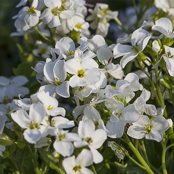 Gänsekresse 'Little Treasure White'