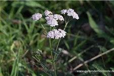 Gemeine Schafgarbe Wildstaude 9 x 9 cm Topf 0,5 Liter