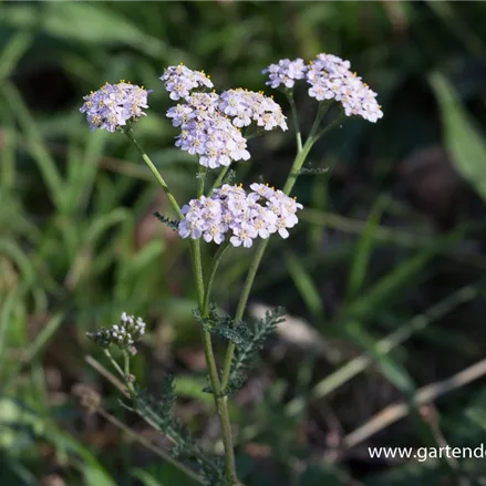 Gemeine Schafgarbe Wildstaude