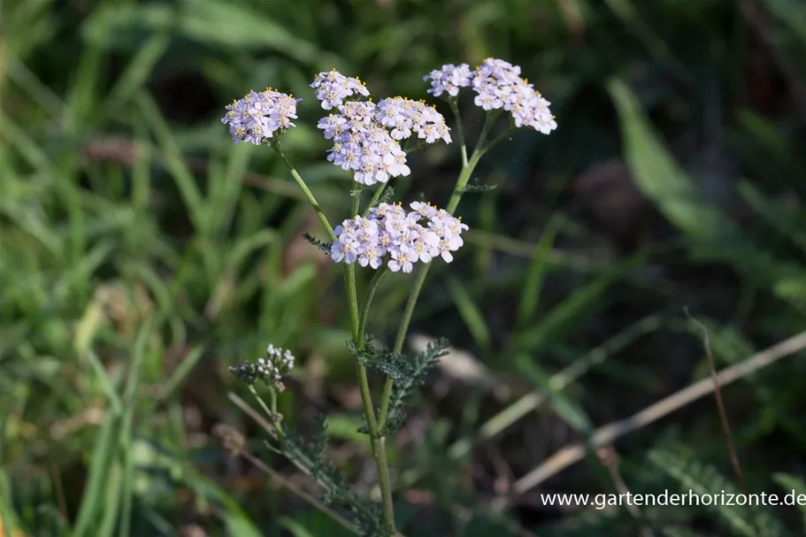 Gemeine Schafgarbe Wildstaude 9 x 9 cm Topf 0,5 Liter