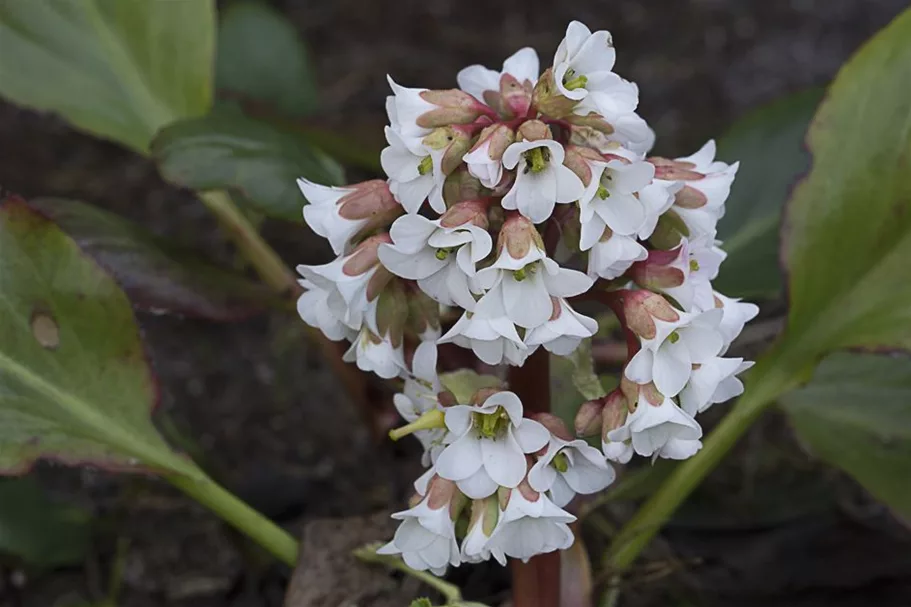 Bergenie 'Bressingham White' 1 Liter Topf