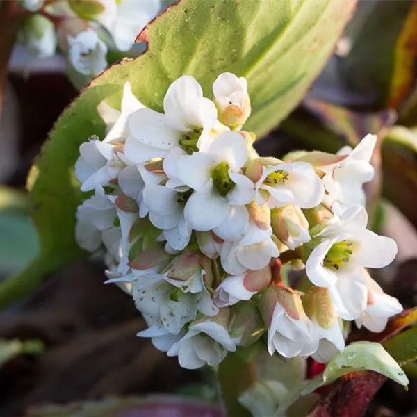 Bergenie 'Bressingham White'