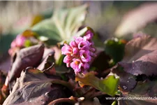 Bergenie 'Herbstblüte' 1 Liter Topf