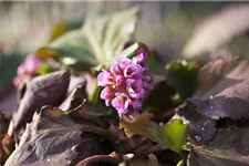 Bergenie 'Herbstblüte' 1 Liter Topf