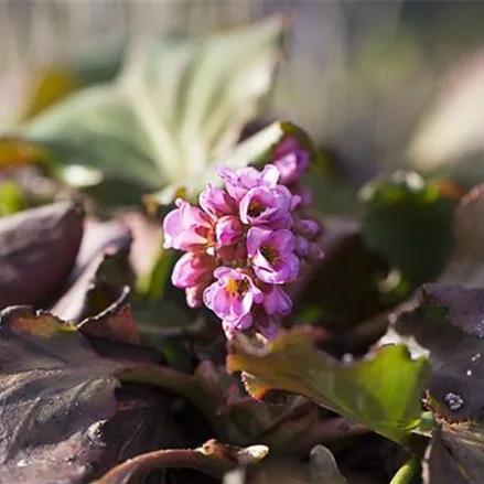 Bergenie 'Herbstblüte'