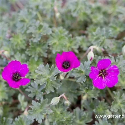 Aschgrauer Storchschnabel 'Giuseppii'