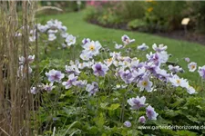 Herbst-Anemone 'Wild Swan'® 1 Liter Topf 