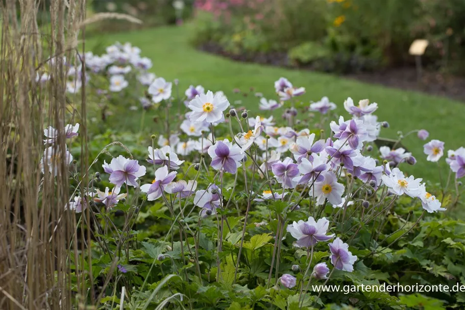 Herbst-Anemone 'Wild Swan'® 1 Liter Topf 