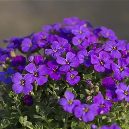 Blaukissen 'Hamburger Stadtpark'