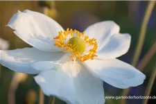 Herbst-Anemone 'Honorine Jobert' 9 x 9 cm Topf 0,5 Liter