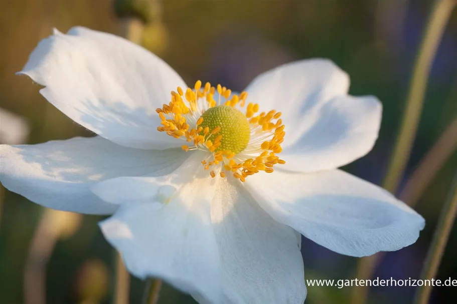 Herbst-Anemone 'Honorine Jobert' 9 x 9 cm Topf 0,5 Liter