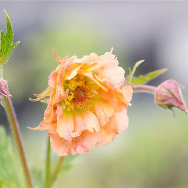 Chilenische Nelkenwurz 'Mai Tai'