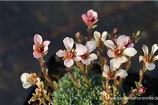 Saxifraga x boydilacina 'Penelope' 9 x 9 cm Topf 0,5 Liter 