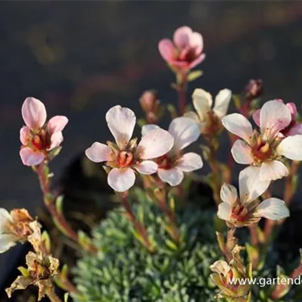 Saxifraga x boydilacina 'Penelope'