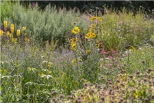 Behaarte Sonnenblume 1 Liter Topf