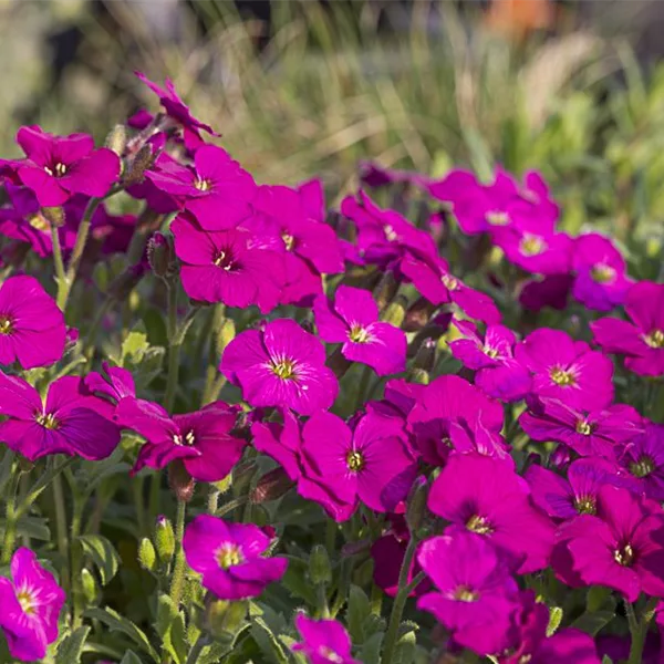 Rotkissen 'Regado Red'