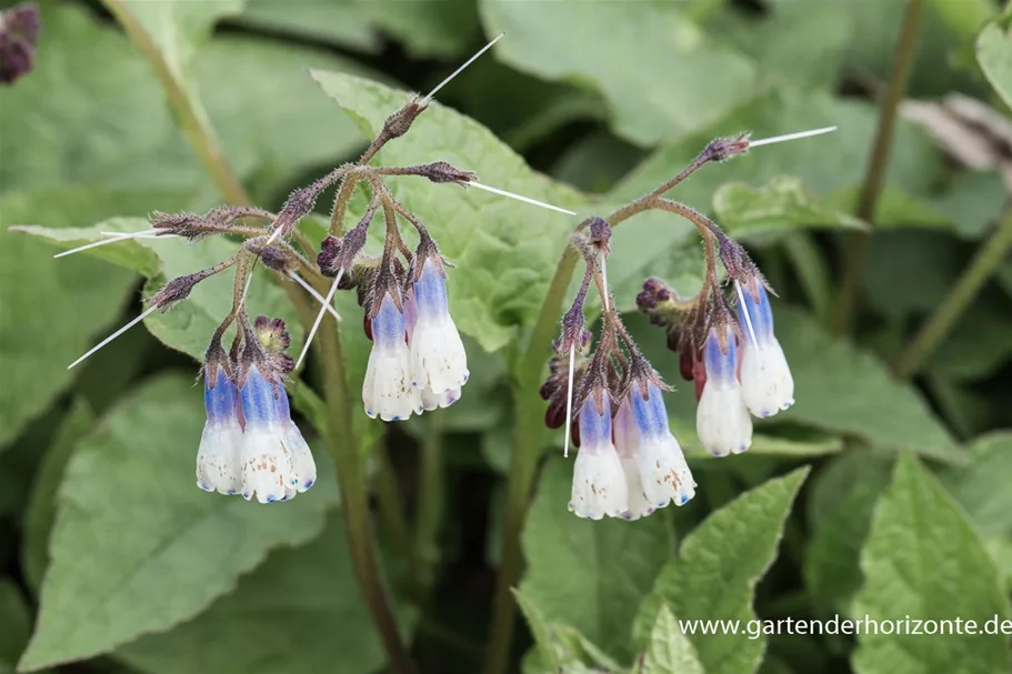 Kleiner Kaukasus-Beinwell 'Hidcote Blue' 9 x 9 cm Topf 0,5 Liter