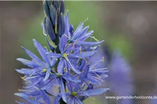 Leichtlins Prärielilie 'Caerulea' 2 Liter Topf