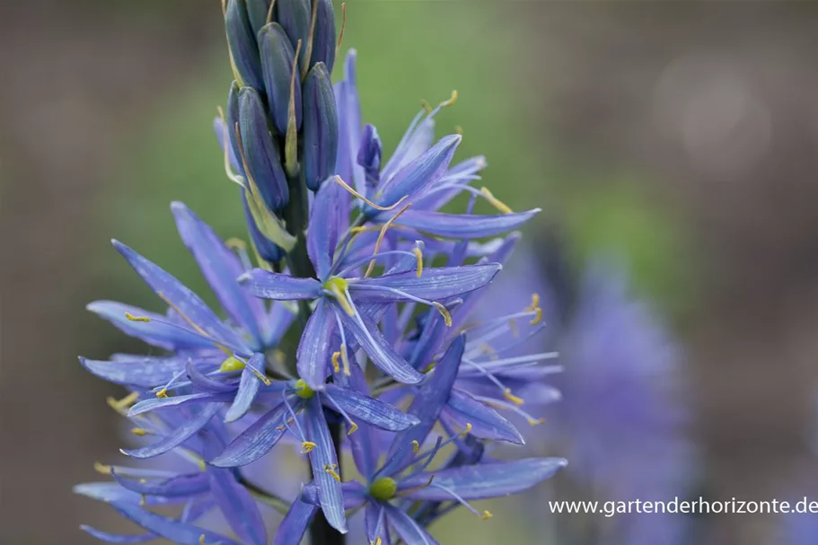 Leichtlins Prärielilie 'Caerulea' 2 Liter Topf