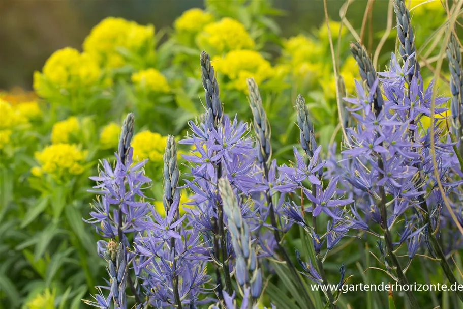 Leichtlins Prärielilie 'Caerulea' 2 Liter Topf