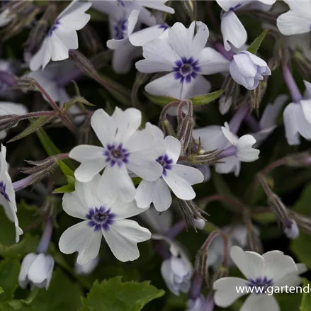 Polster-Flammenblume 'Bavaria'