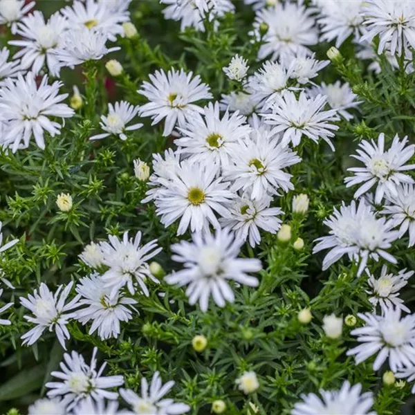 Kissen-Aster 'Kristina'